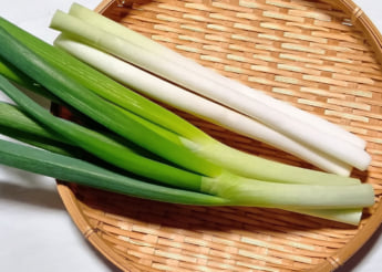 ネギイメージ