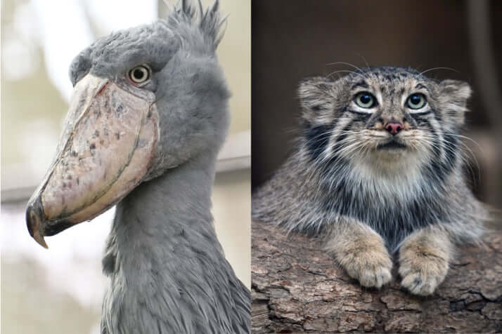 ハシビロコウ、マヌルネコ