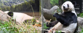 シャンシャン、レイレイ