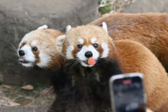 レッサーパンダ