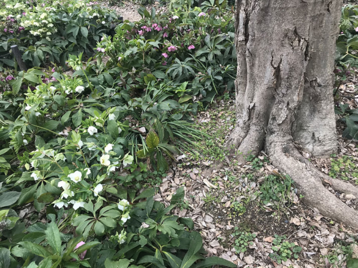 木の根元イメージ