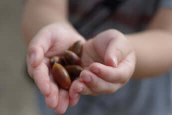 手のひらに乗せたどんぐり