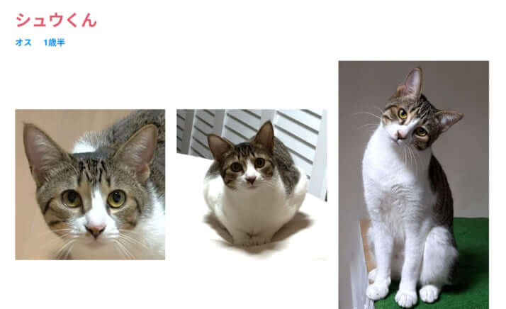譲渡会に登場する猫