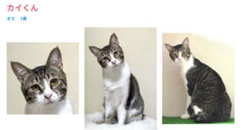 譲渡会に登場する猫