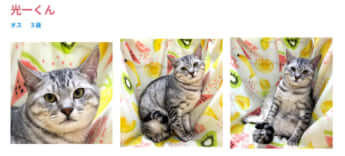 譲渡会に登場する猫