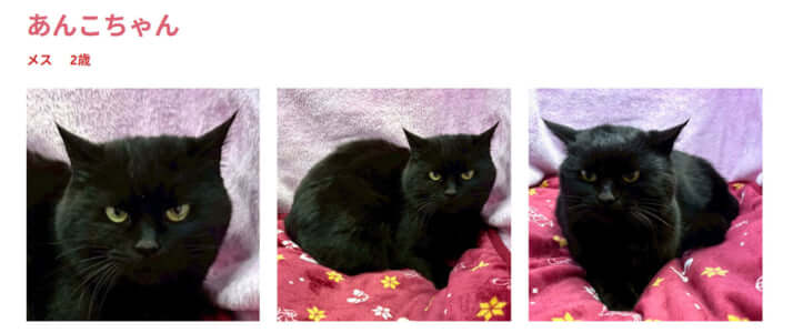 譲渡会に登場する猫