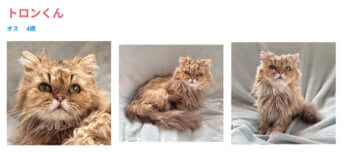 譲渡会に登場する猫