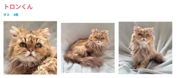 譲渡会に登場する猫