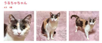譲渡会に登場する猫