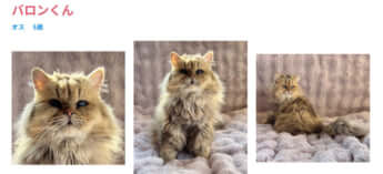 譲渡会に登場する猫