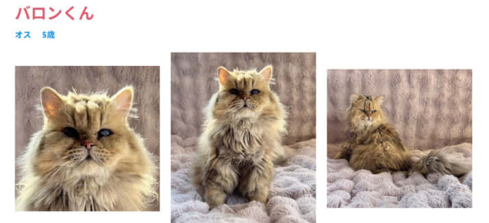 譲渡会に登場する猫