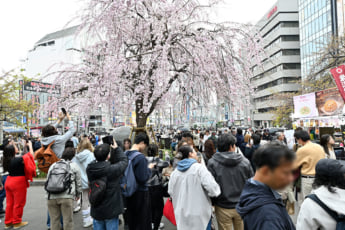 26年12号グラビア 桜_1