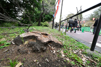 26年12号グラビア 桜_2