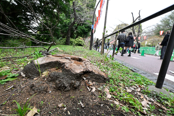 26年12号グラビア 桜_2