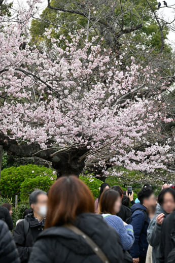 26年12号グラビア 桜_3