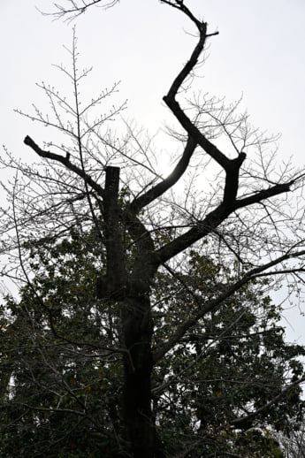 26年12号グラビア 桜_4