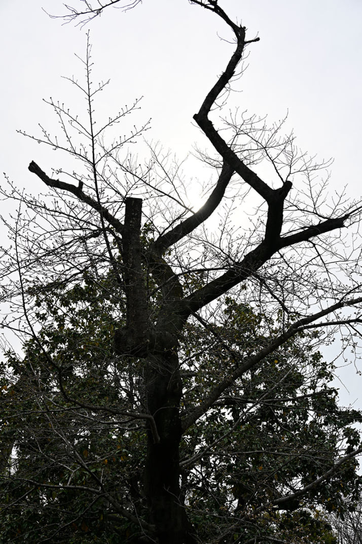 26年12号グラビア 桜_4