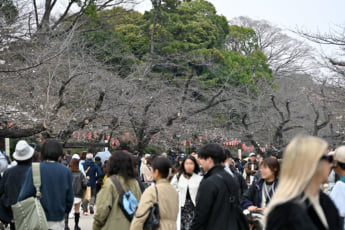 26年12号グラビア 桜_5