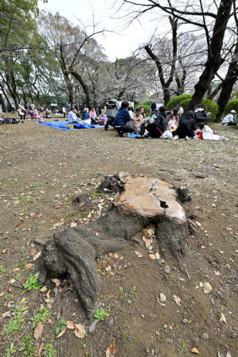 26年12号グラビア 桜_6
