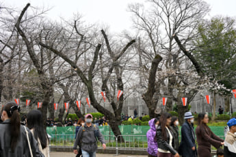 26年12号グラビア 桜_7