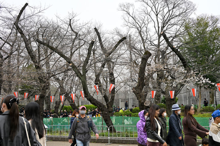 26年12号グラビア 桜_7
