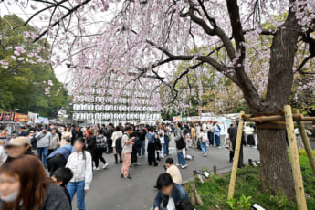 26年12号グラビア 桜_8