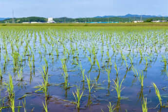 田んぼイメージ