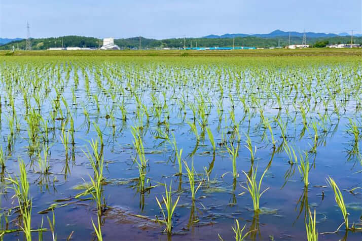 田んぼイメージ