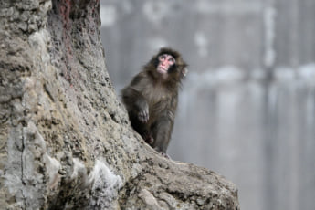 26年12号グラビア パンチくん_10