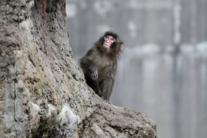 26年12号グラビア パンチくん_10