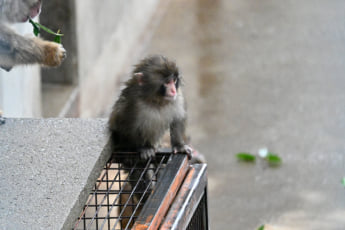 26年12号グラビア パンチくん_11