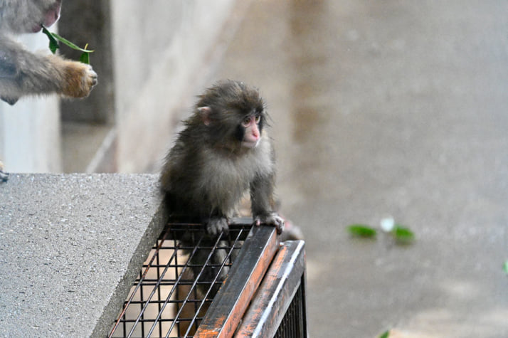 26年12号グラビア パンチくん_11