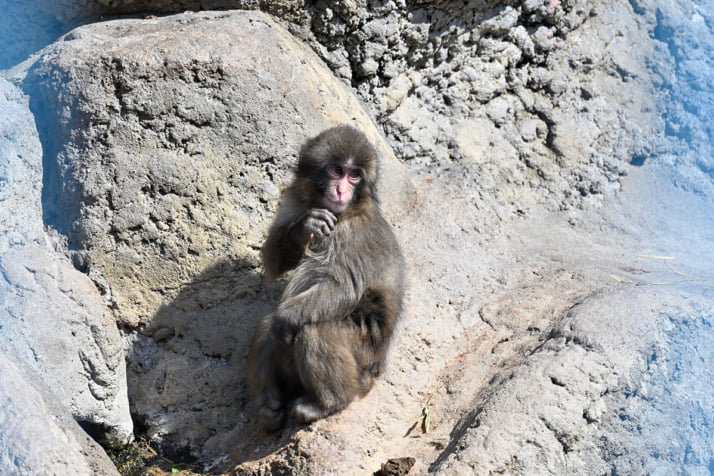 26年12号グラビア パンチくん_12