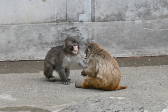 26年12号グラビア パンチくん_3