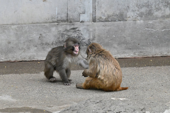 26年12号グラビア パンチくん_3