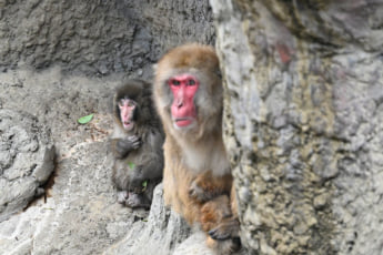 26年12号グラビア パンチくん_5