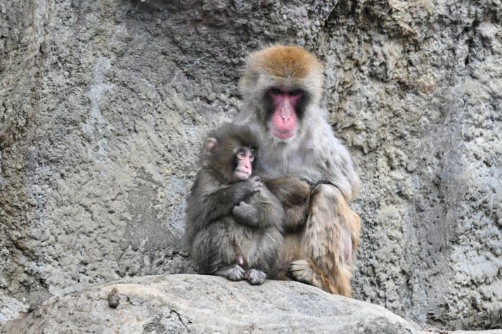 26年12号グラビア パンチくん_6