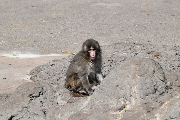 26年12号グラビア パンチくん_8