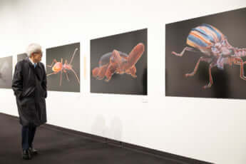 「養老孟司と小檜山賢二の虫展」