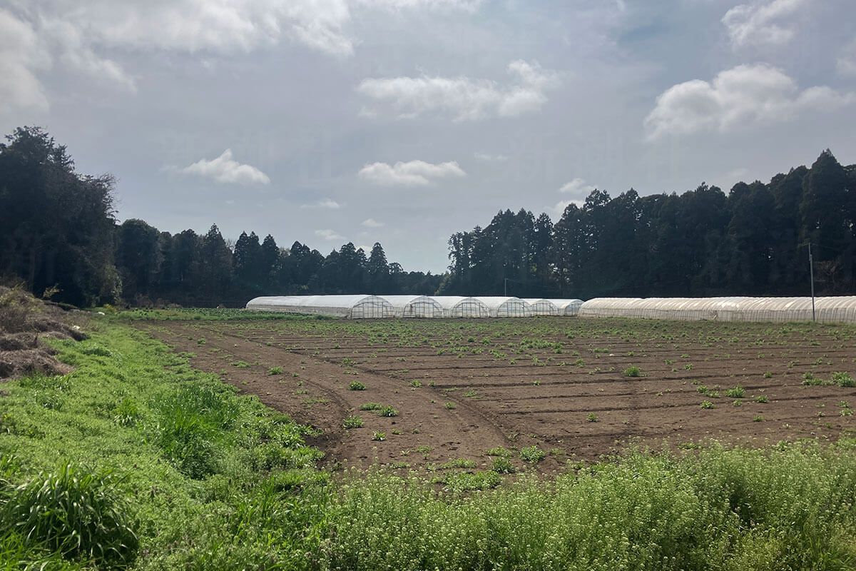 「茨城で中国人農家が増加している」　国籍を取得してから離婚…　外国人の不法就労が横行している背景とは | デイリー新潮