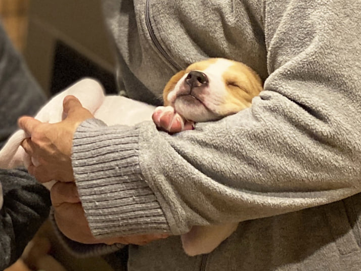 犬イメージ