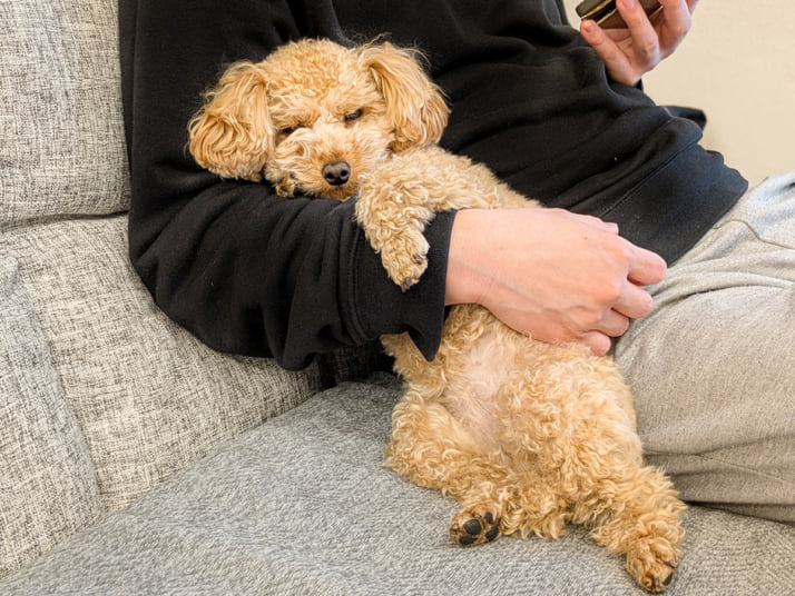 犬イメージ