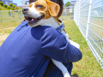 犬イメージ