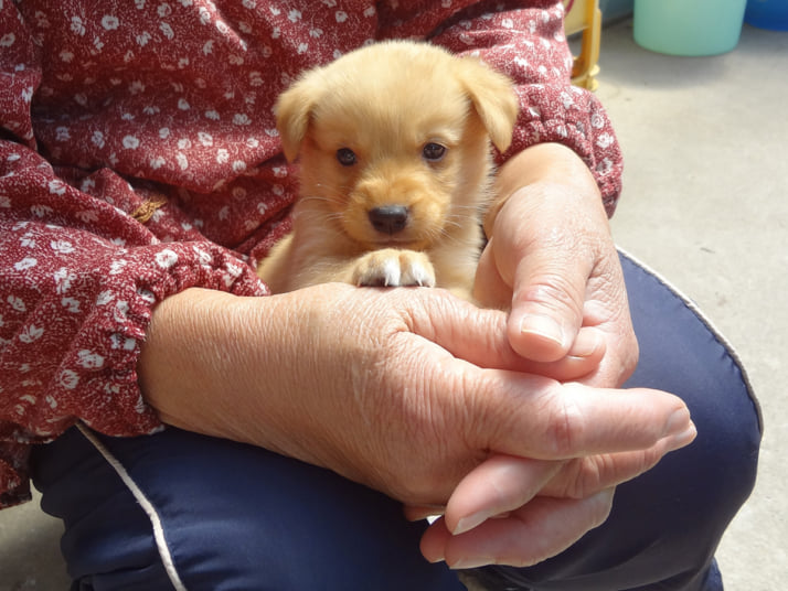 犬イメージ