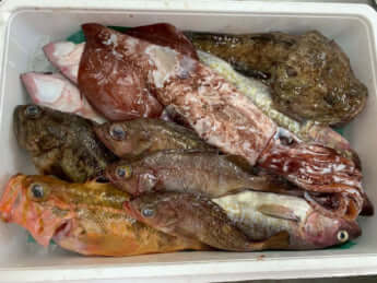 「食べチョク」の鮮魚ボックス