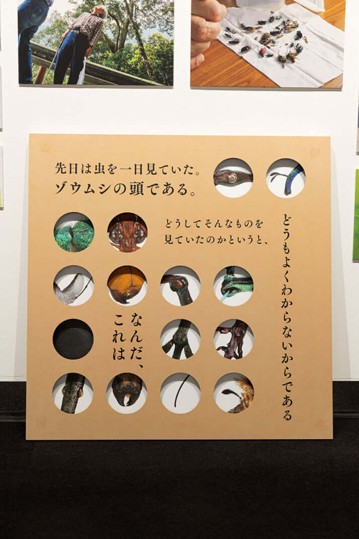 「虫展」展示