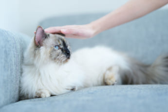 猫イメージ