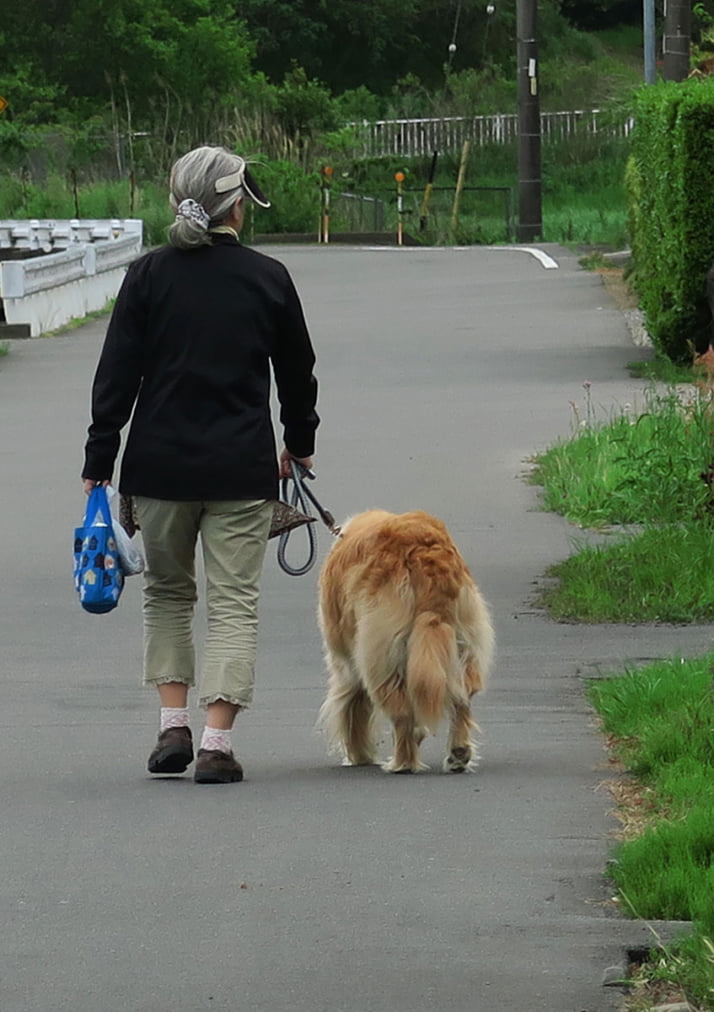 犬の散歩イメージ