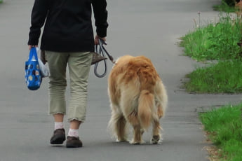犬の散歩イメージ（eye）