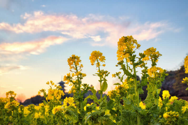 菜の花と夕暮れ